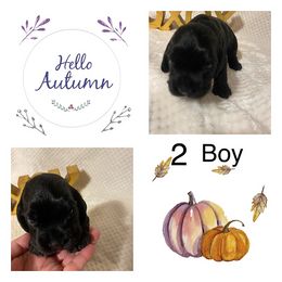 Cocker Spaniel Puppies from Becky's Cockers
