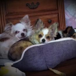Australian Shepherd All Grown Up from Josh Courville