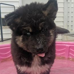 Peter - Siberian Husky puppy from Wyant Farms
