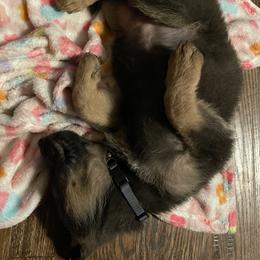 German Shepherd Puppies from Bailee Teague