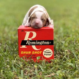 Brittany Puppies from HillTop Brittany Kennel