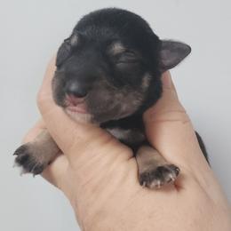 Salt 1 - Salt and pepper male Miniature Schnauzer puppy in Ferndale, Washington from Blackhorse Schnauzers Washington state