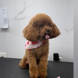 Rubi - Poodle