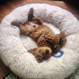 Roscoe - Apricot male Goldendoodle puppy in Cleveland, Ohio from A&B Happybreeds