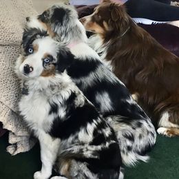 Miniature Australian Shepherds from ME Kennels
