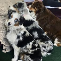 Miniature Australian Shepherds from ME Kennels