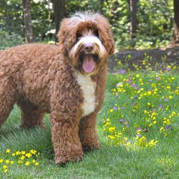 Australian Labradoodle All Grown Up from Skyedoodles Labradoodles