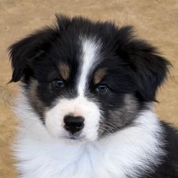 Girl 3  BTB1 - Black tri-color female Australian Shepherd puppy in Phoenix, Arizona from Heartfire Aussies