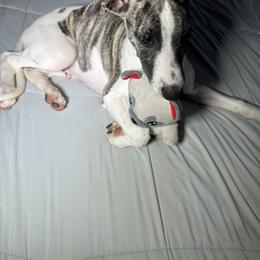 Flounder - White and blue brindle male Whippet puppy in London, Kentucky from Hertzog  Whippets