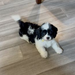 Video Tiny - Black and white male Cavapoo puppy in Eatonton, Georgia from TNT Puppies