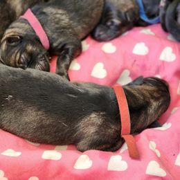 Gamora - Sable female German Shepherd puppy in Kingman, Kansas from Tiny Titans K9