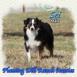 Sei - Black tri male Toy Australian Shepherd puppy in Forestburg, Texas from Flaming Dill Ranch Aussies