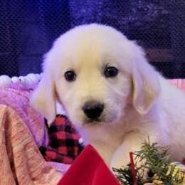 Mr. Blue - Light golden Golden Retriever puppy in Conroe, Texas from Golden Keys Kennels