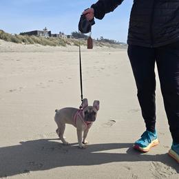 French Bulldog and Miniature Schnauzer All Grown Up from Olivia's Miniature Schnauzer's and French Bulldogs