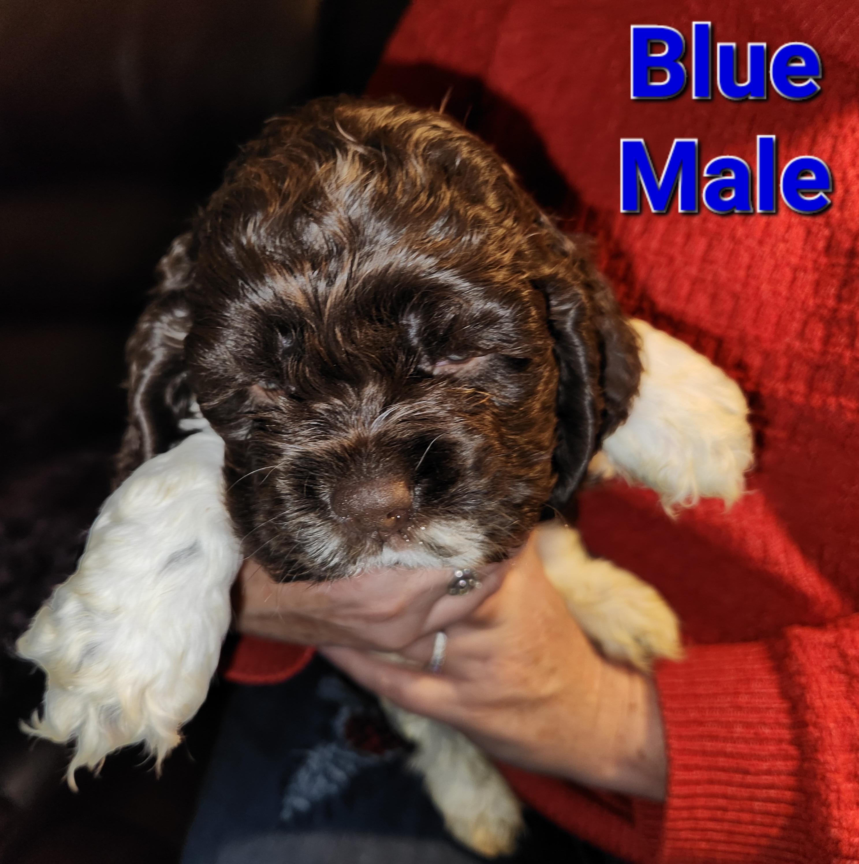 Cocker Spaniel Puppies from Spring Hollow Cocker Spaniels