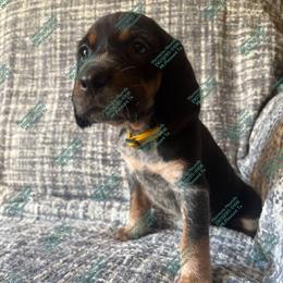 Ellie - Blue ticked and tan female Bluetick Coonhound puppy in Mount Pleasant, Texas from Harmons Hounds