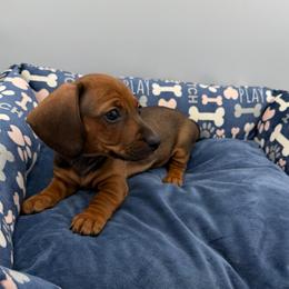 Green Collar Girl - Sable female Dachshund puppy in Odessa, Texas from K9 Royal Club
