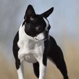 Boston Terriers from Juwell's Bostons