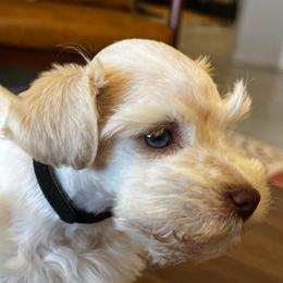 Zack (Black) - White male Miniature Schnauzer puppy in Menifee, California from Moonshine’s Minis