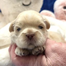 JESSE - Gold and white male Shih Tzu puppy in Candler, North Carolina from Pup-Tzu WNC