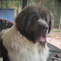 Gus - Newfoundland