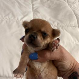 Maulie - Chocolate and tan male Chihuahua puppy in Sherwood, Arkansas from Bartelt Breeders