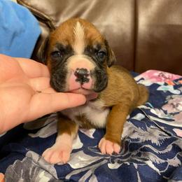 Boxer Puppies from Bre’s Boxers