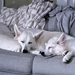 Berger Blanc Suisse Puppies from Nasha Comanda White Swiss Shepherds