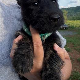 Boy 1-Lt Green - Black brindle male Scottish Terrier puppy in Nickelsville, Virginia from Pecan Creek