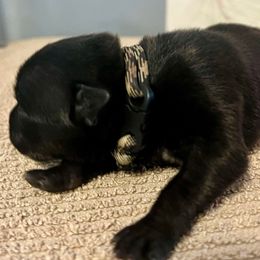 Mister White - Black Staffordshire Bull Terrier puppy in Gilson, Illinois from Legacy Kennels