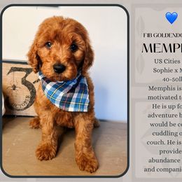 Memphis - Red  male Goldendoodle puppy in Hilton, New York from The House of Goldendoodle