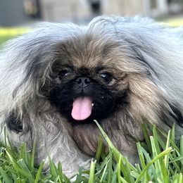 Dior - Pekingese