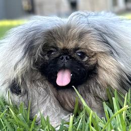 Dior - Pekingese