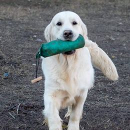 Finn - Golden Retriever