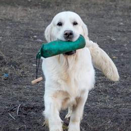 Finn - Golden Retriever