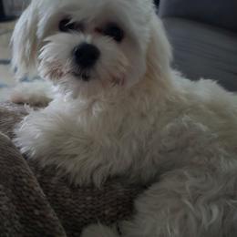 Suga - Maltese