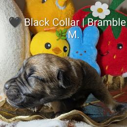 Black collar: Bramble - Chestnut brindle male Cane Corso puppy in Franktown, Colorado from Earth and Ship Cane Corso