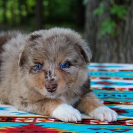 Mannie - Australian Shepherd puppy in Coldwater, Michigan from Northern Star Australian Shepherds
