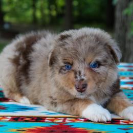 Mannie - Australian Shepherd puppy in Coldwater, Michigan from Northern Star Australian Shepherds