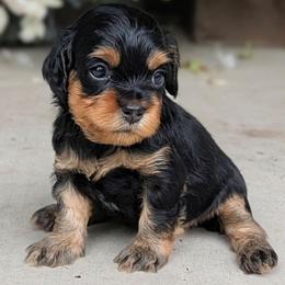 Blue Collar - Black male Cockapoo puppy in Newmanstown, Pennsylvania from Greta's Cockapoos