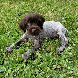 Wirehaired Pointing Griffon Puppies from Harmony Hills Griffons