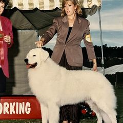 Kuvaszok and Pumik from Ederra (Kuvasz and Pumi)