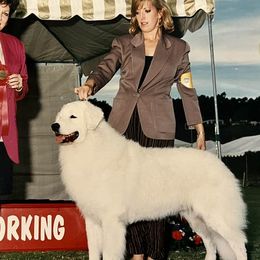 Kuvaszok and Pumik from Ederra (Kuvasz and Pumi)
