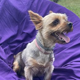 Ruby - Yorkshire Terrier