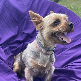 Ruby - Yorkshire Terrier