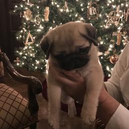 Pug Puppies from Pickwick Pugs
