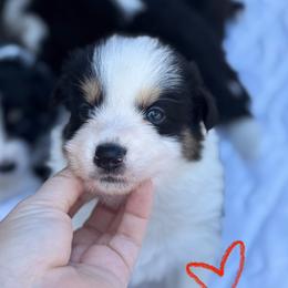Red - Tri-color male Border Collie puppy in Blue Ridge, Georgia from Hill Valey Border Collies
