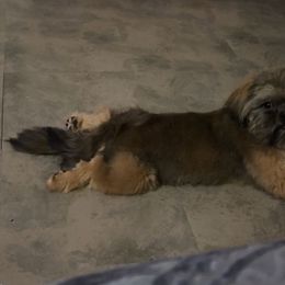 Bruno - Shih Tzu