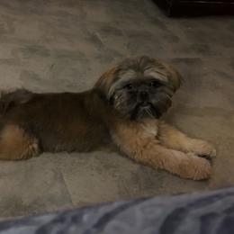 Bruno - Shih Tzu