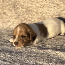 Honey - Piebald female Dachshund puppy in Elfrida, Arizona from Brooke Brumley